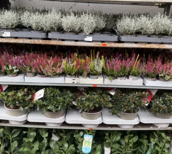Verschiedene Topfpflanzen und Heidekraut