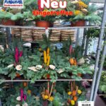 Tontopf mit frischen Tannenzweigen und weihnachtlicher Dekoration